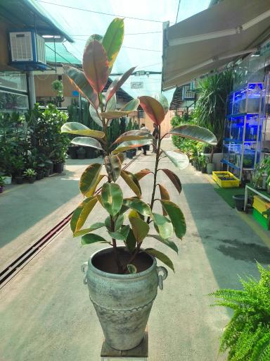 عکس لادن فلاورز