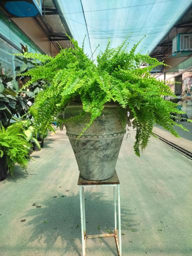 عکس لادن فلاورز