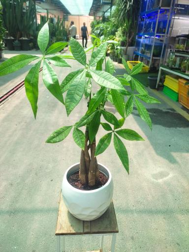 عکس لادن فلاورز