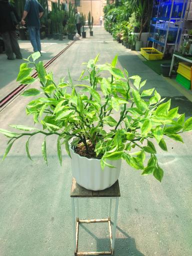 لادن فلاورز