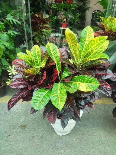 عکس لادن فلاورز