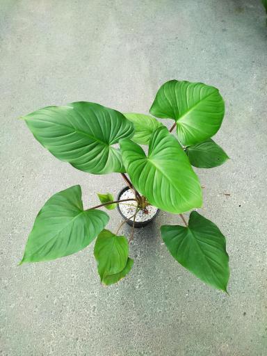 عکس لادن فلاورز