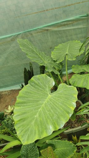 عکس گلخانه گل افروز