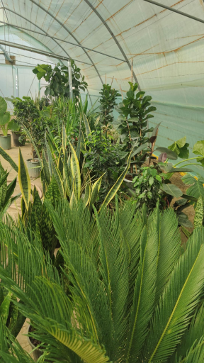 عکس گلخانه گل افروز