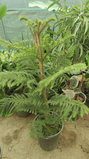 عکس گلخانه گل افروز