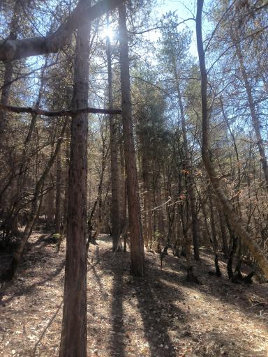 عکس جنگل آداس