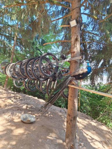 عکس جنگل آداس