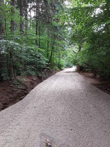 عکس جنگل آداس