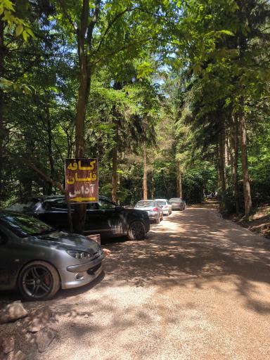 عکس جنگل آداس