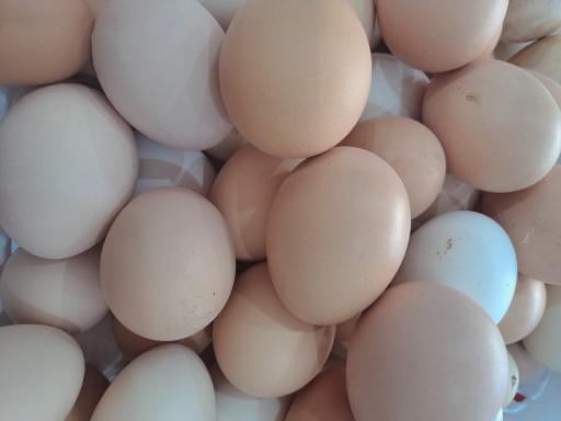 عکس لبنیات رشیدی