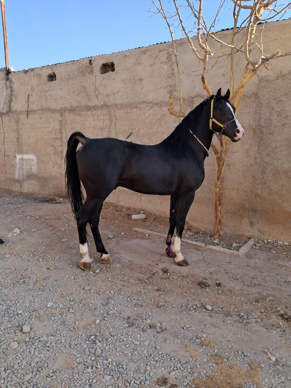 عکس باشگاه سوارکاری احمد افشار