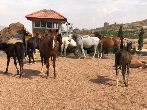 عکس آکادمی اسب مینیاتوری دراک