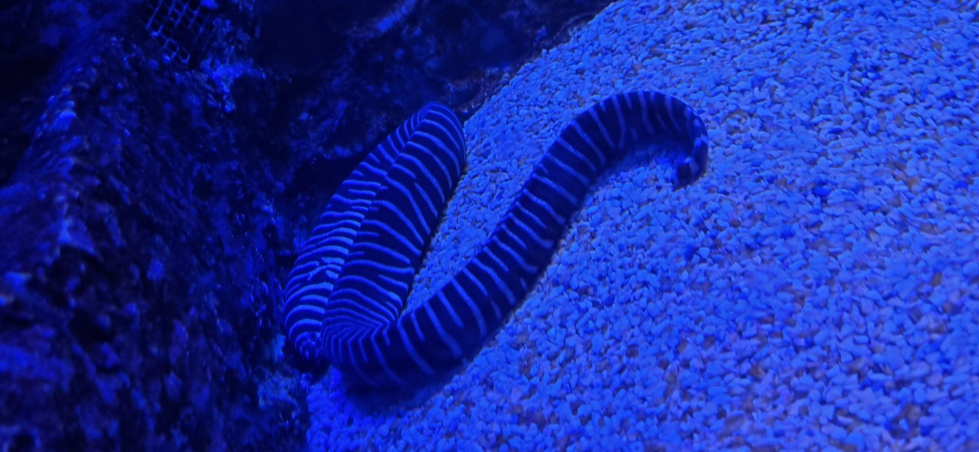 عکس پارک ناژون