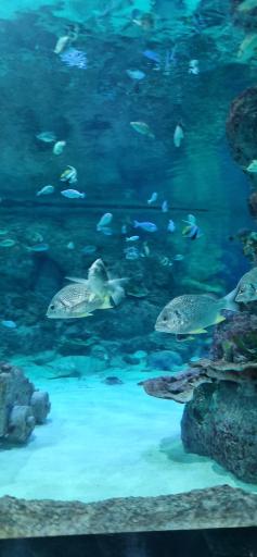 عکس پارک ناژون