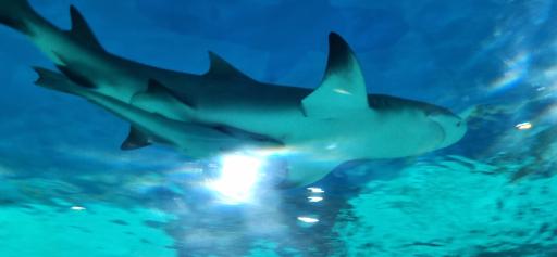 عکس پارک ناژون