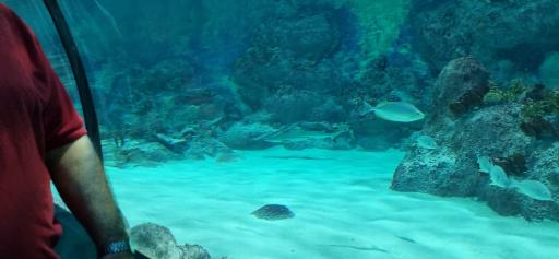 عکس پارک ناژون