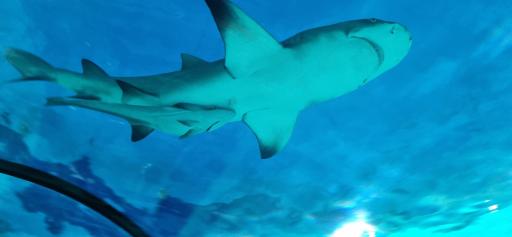 عکس پارک ناژون