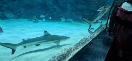 عکس پارک ناژون