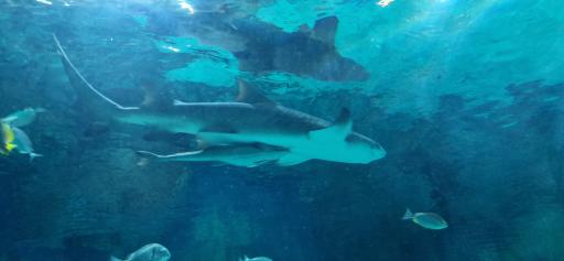 عکس پارک ناژون