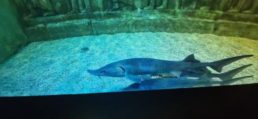 عکس پارک ناژون