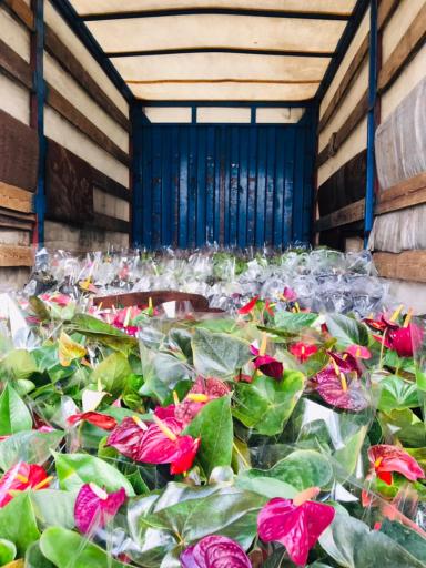 عکس پخش گل نوری شعبه گلهای گلدانی