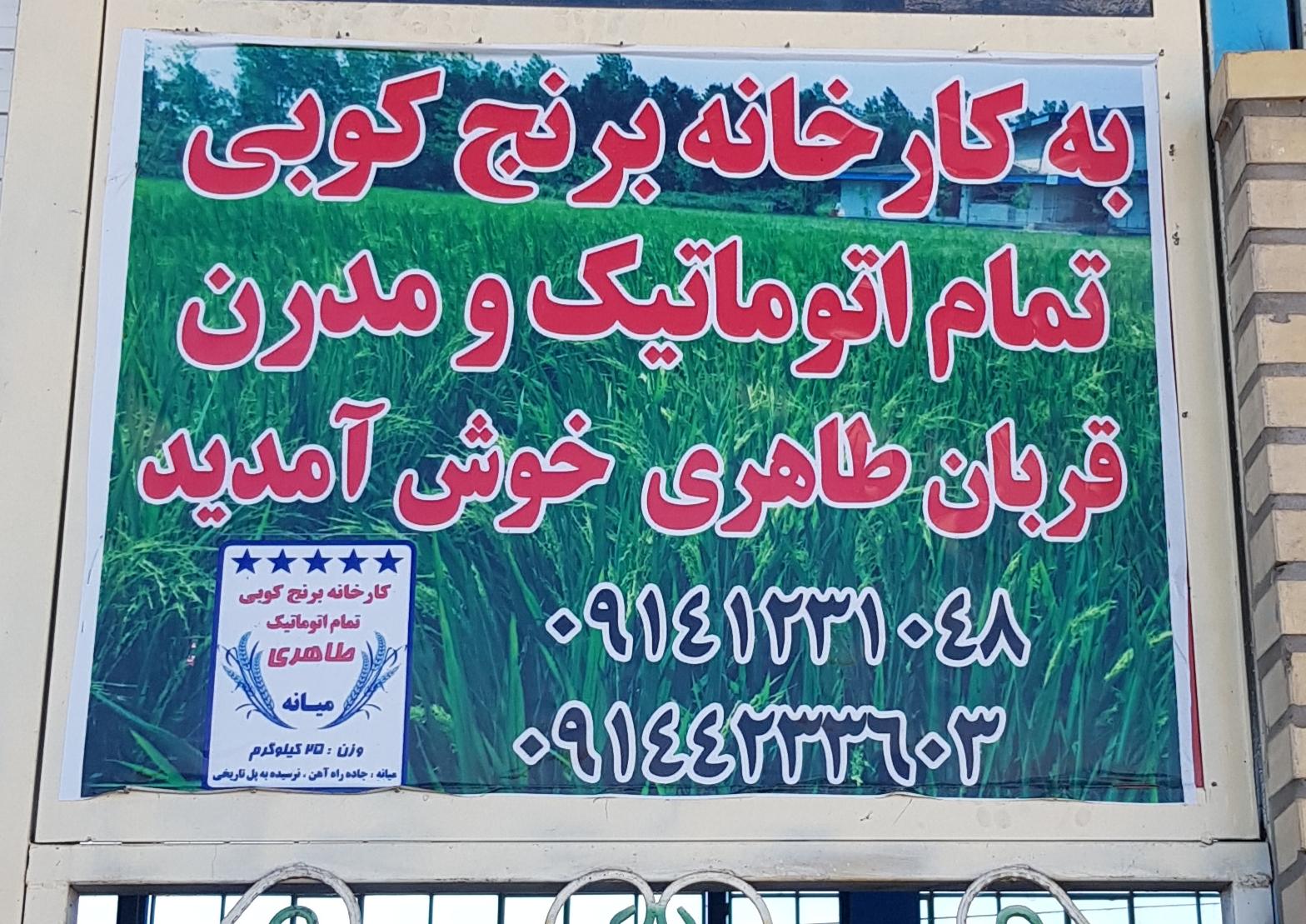 عکس برنجکوبی طاهری میانه