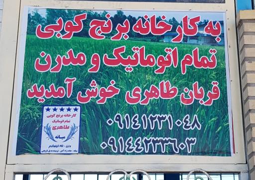 عکس برنجکوبی طاهری میانه