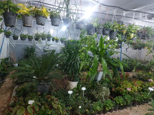 عکس گلخانه رزلند