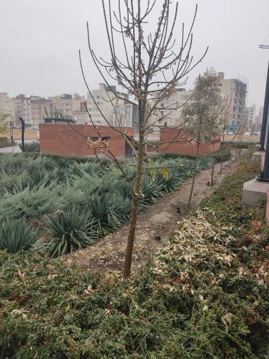 عکس بوستان برکت