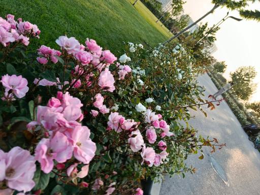 عکس بوستان برکت