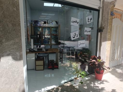 عکس مرغ کوروش