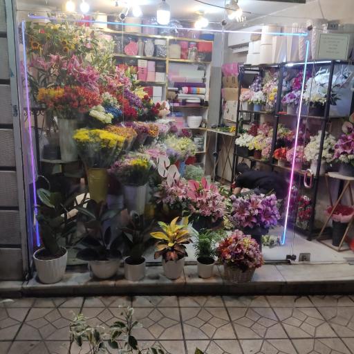 عکس آقای  گل هدایت  دروس