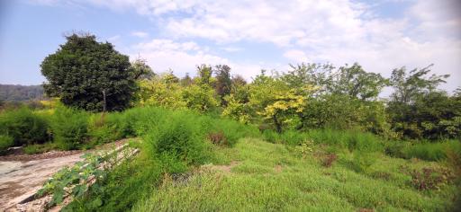 عکس سنگسی 
