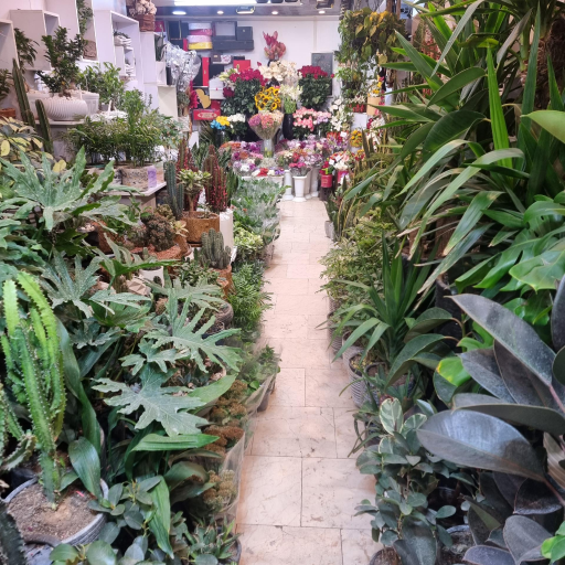 عکس گل نوژا