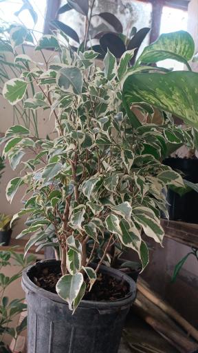 عکس گلفروشی طاها