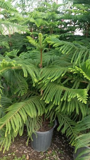 عکس گلفروشی طاها