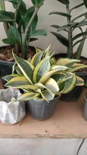 عکس گلفروشی طاها