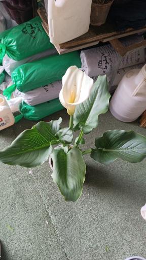 عکس گلفروشی طاها