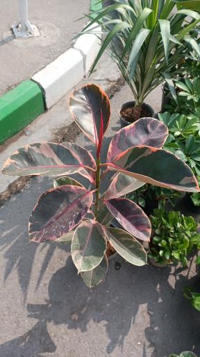 عکس گلفروشی طاها