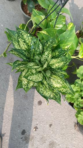 عکس گلفروشی طاها