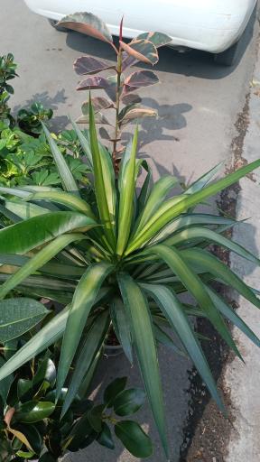 عکس گلفروشی طاها