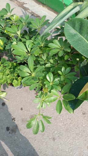 عکس گلفروشی طاها