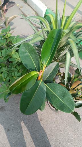 عکس گلفروشی طاها