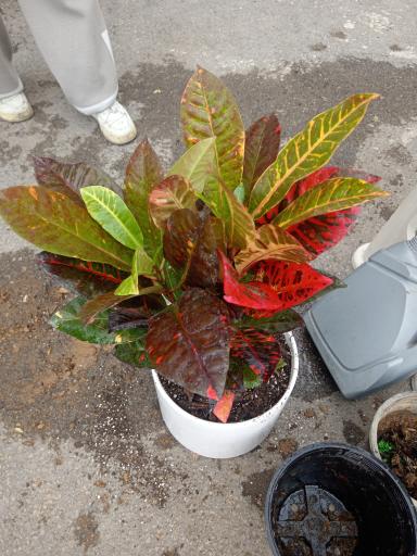 عکس گلفروشی طاها