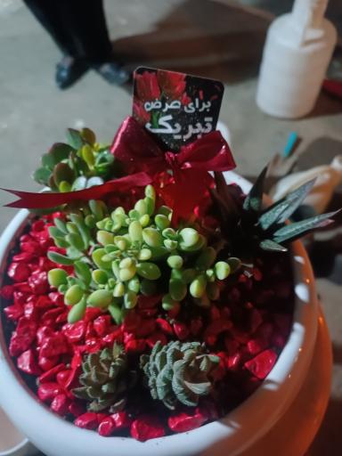 عکس گلفروشی طاها