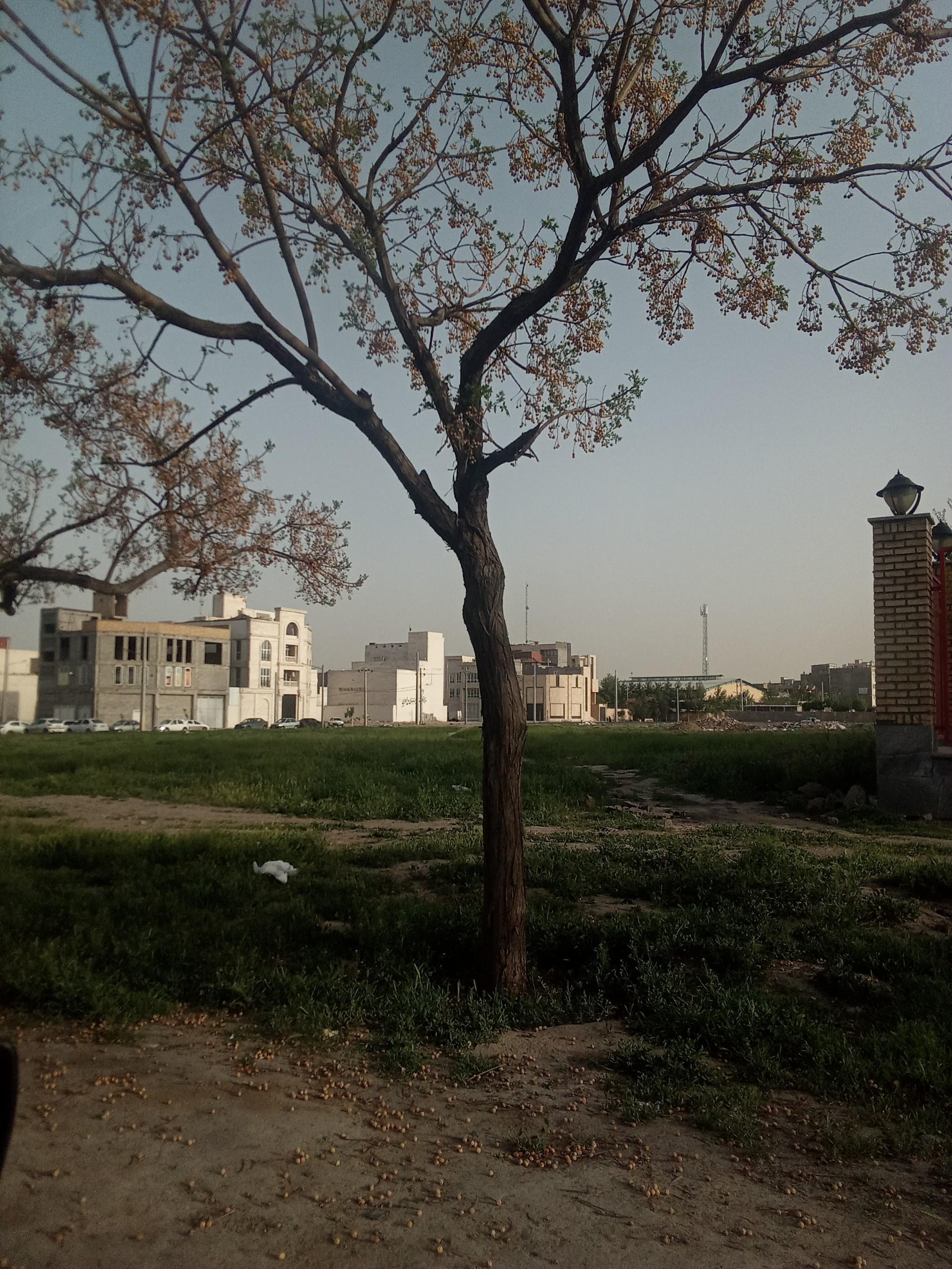 عکس بوستان سید برهان موسوی