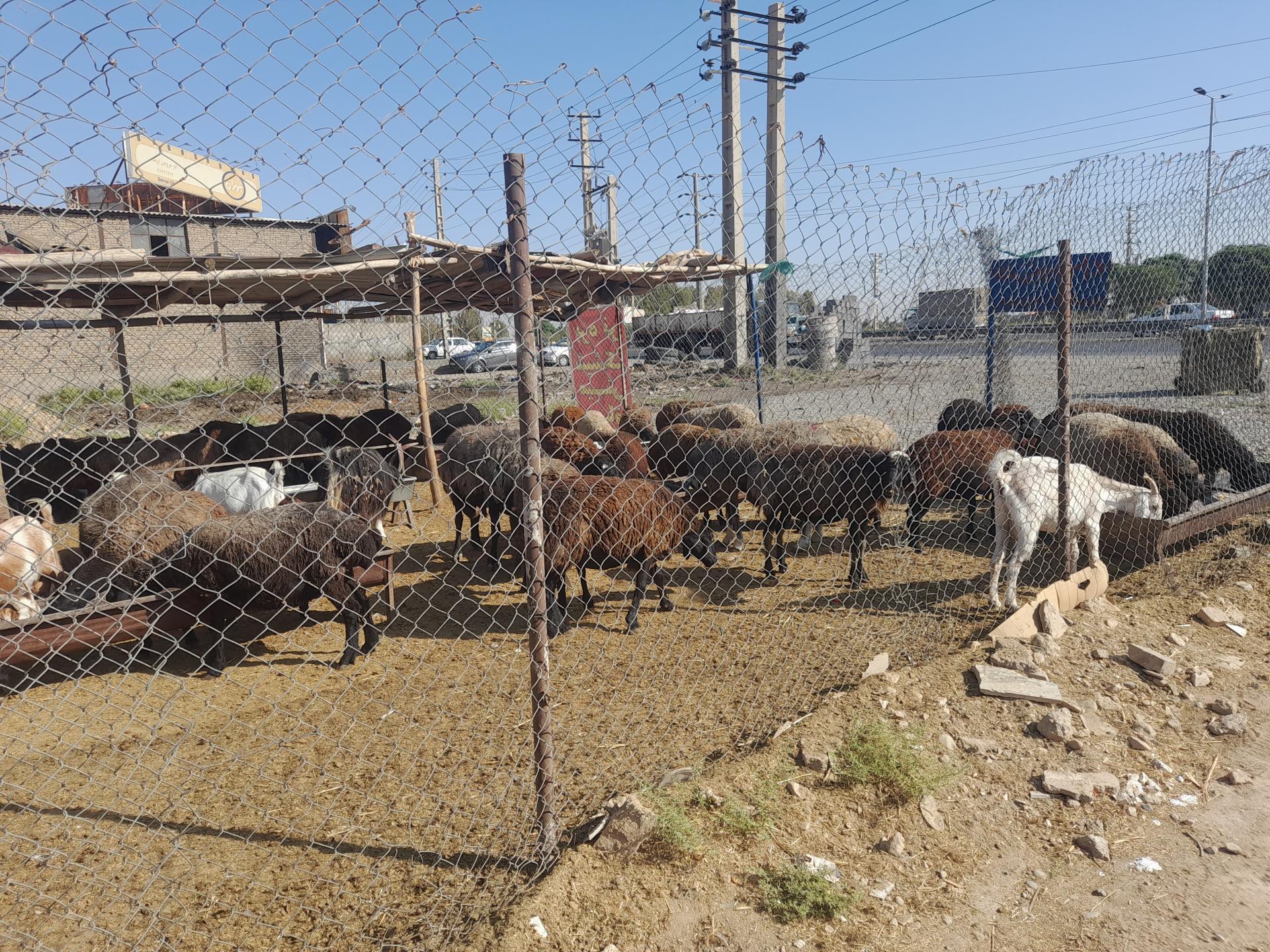 عکس فروش دام زنده عرب