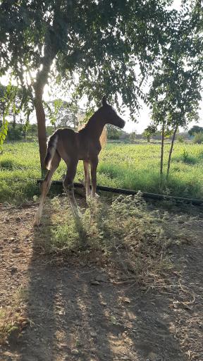 عکس باشگاه سوارکاری اُمیدان