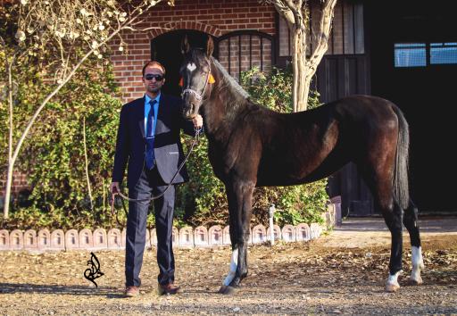 عکس باشگاه سوارکاری اُمیدان