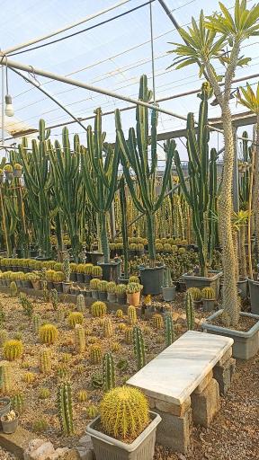 عکس گلخانه آریا کاکتوس